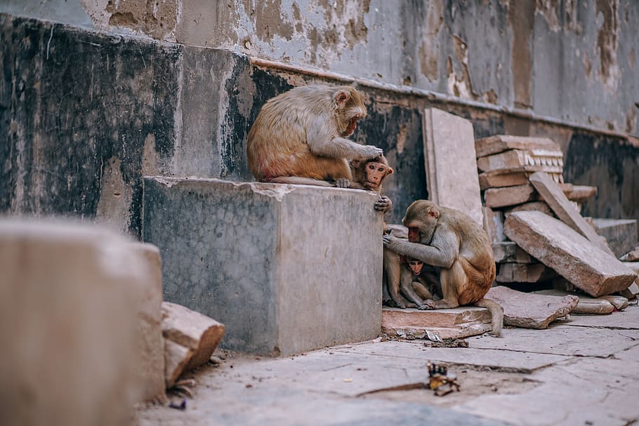Three Brown Monkey Near Concrete Wall, animals, cute, daylight HD wallpaper