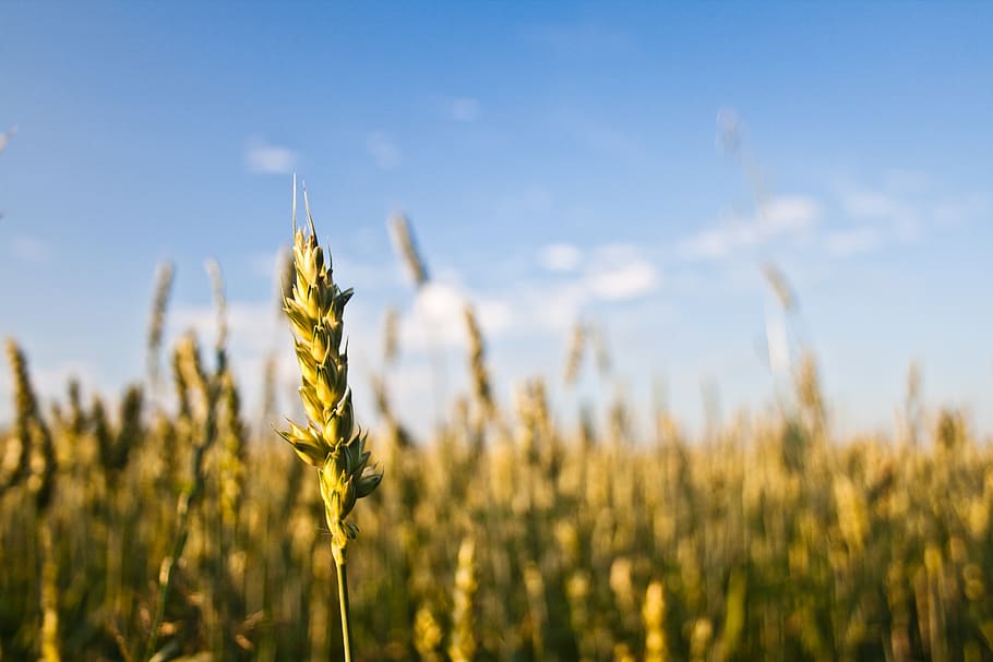 Grain, field, nature, agriculture, crop, cereal plant, growth HD wallpaper