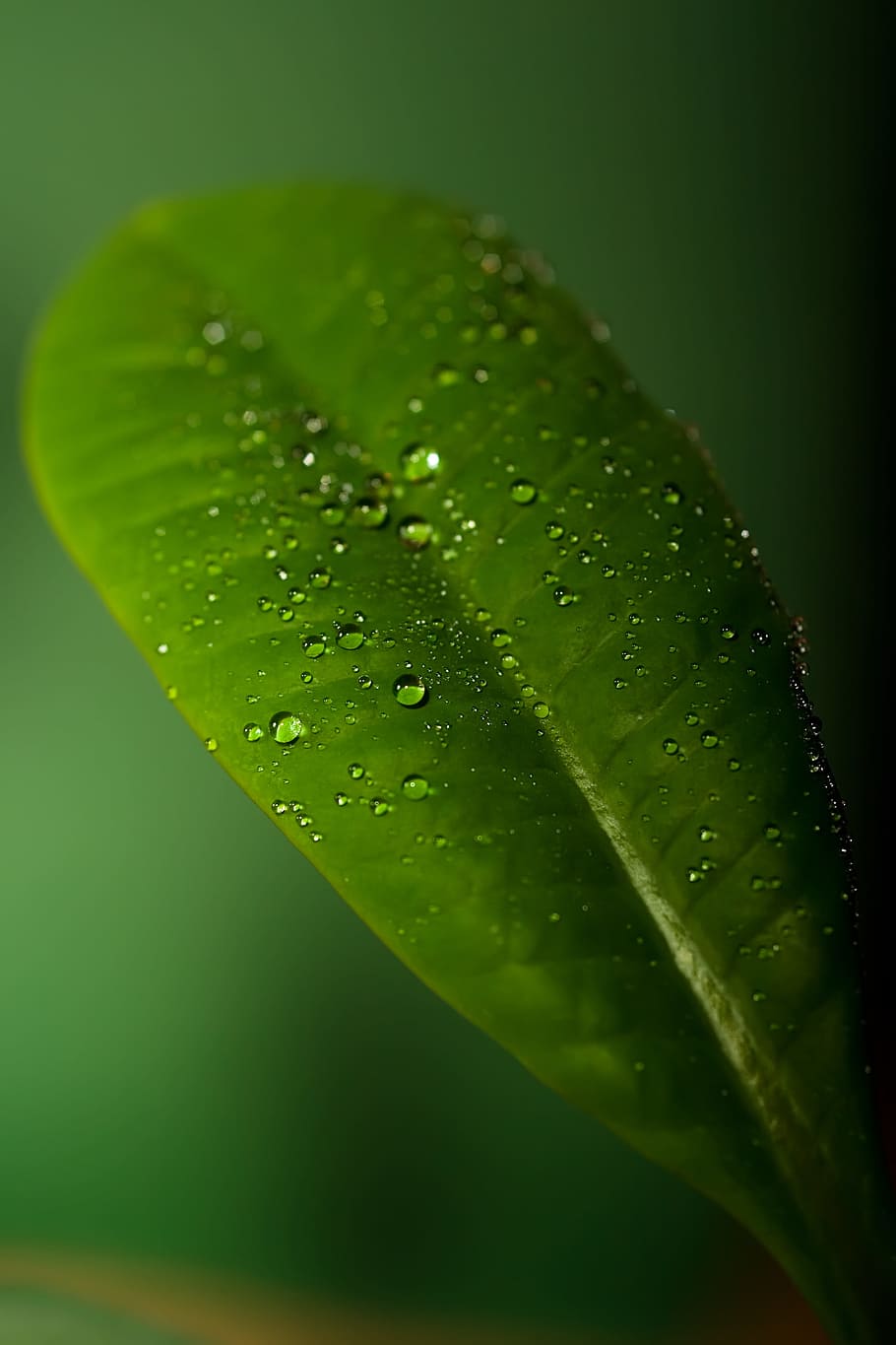 background, botany, flora, floral, flores, foliage, green, growing HD wallpaper