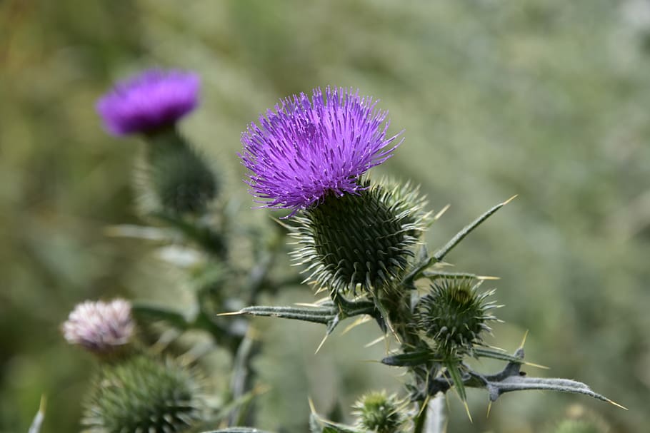 plant, flower, flowering plant, freshness, growth, thistle HD wallpaper