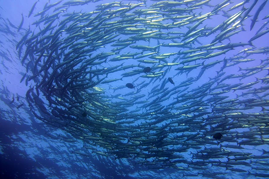 sea life, herring, animal, fish, water, outdoors, sardine, nature