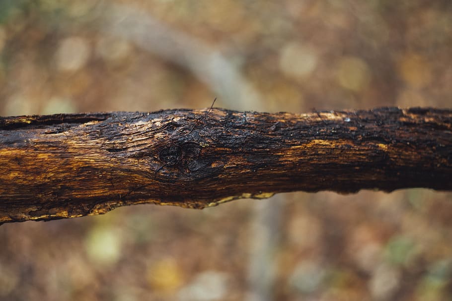 tree, plant, tree trunk, leaf, ground, lizard, reptile, animal HD wallpaper