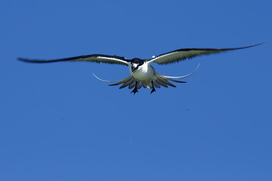 flying, animal themes, animals in the wild, animal wildlife HD wallpaper