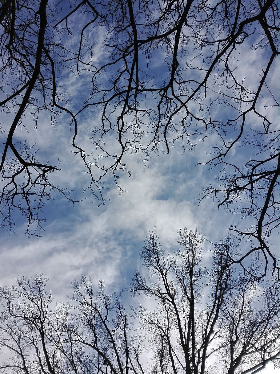sky, tree, blue, clouds, drzewi, cloud - sky, bare tree, plant, HD wallpaper