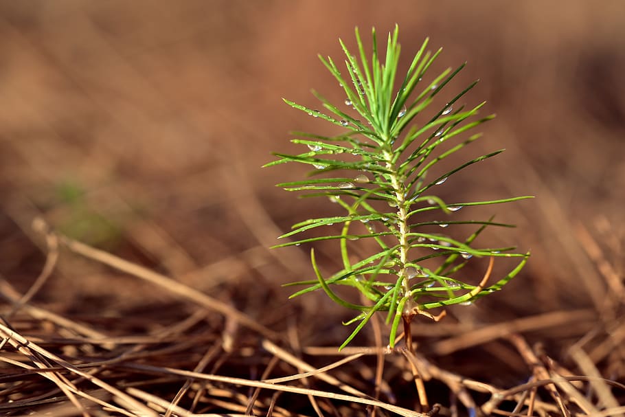 pine, new, young, tender, plant, growth, live new, new-to-old HD wallpaper
