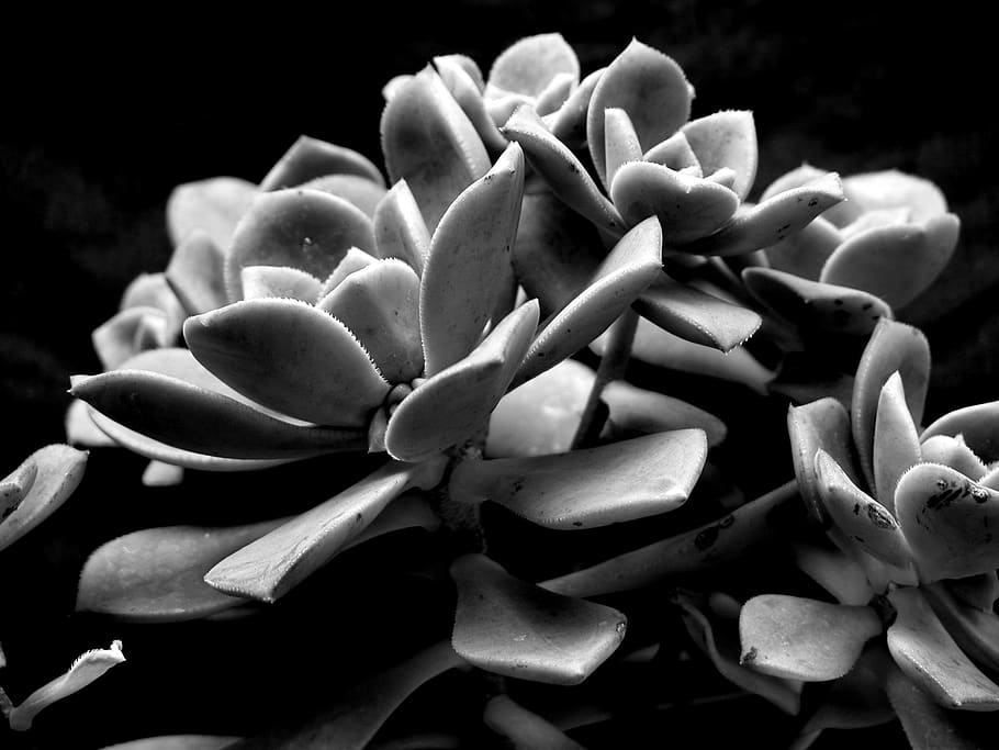 HD wallpaper: succulent, still life, black and white, b and w, close-up ...