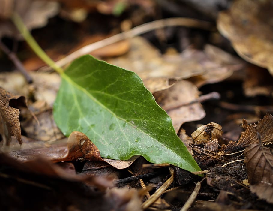 leaf, forest, still, tree, green, force, strong, plant part HD wallpaper