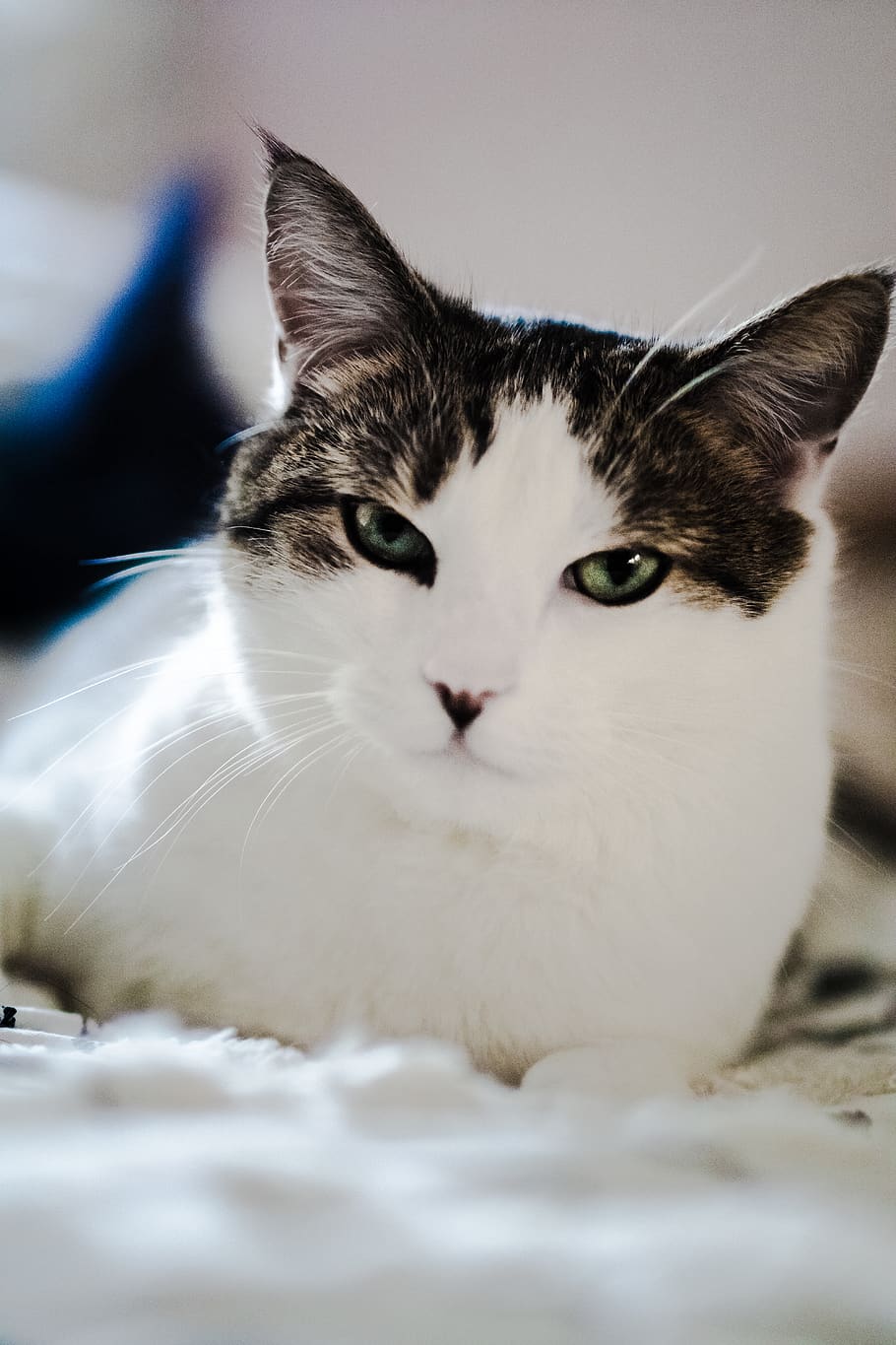 cats, animals, cute, like, best, images, wallpaper, ivan, feline HD wallpaper