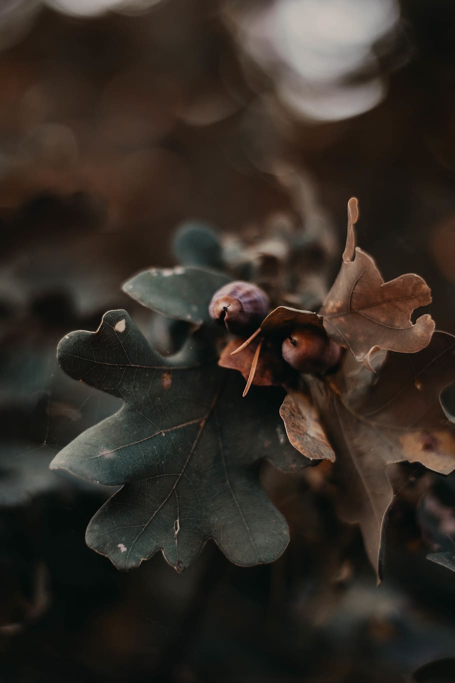 lithuania, kaunas, leaf, plant part, close-up, dry, vulnerability HD wallpaper
