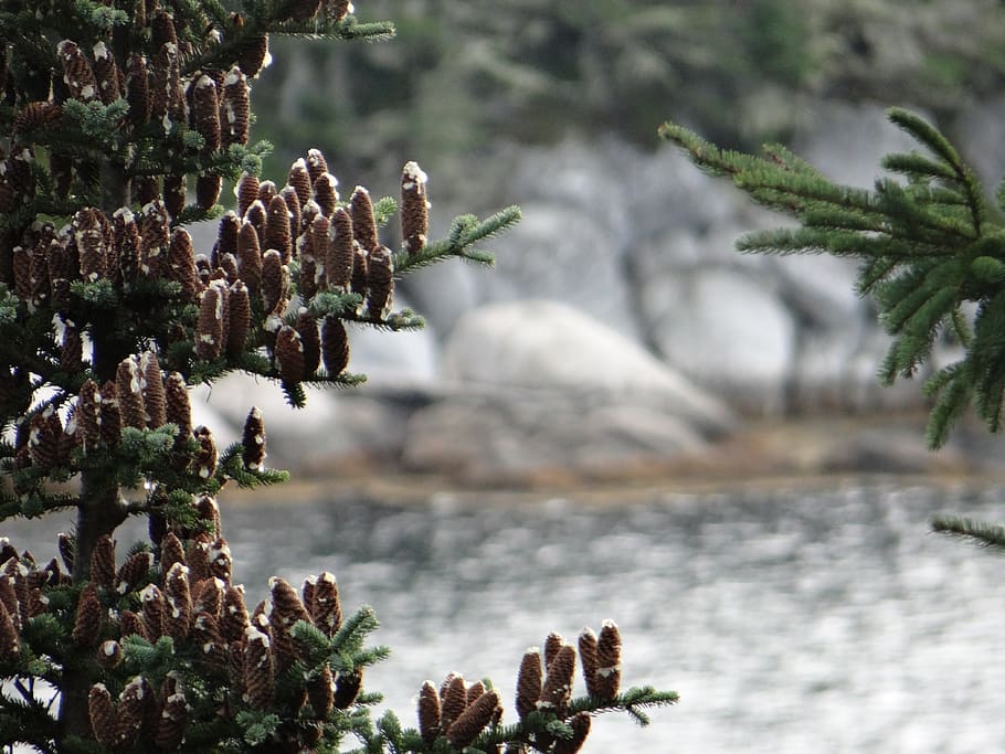pine cones, trees, spruce, resin, evergreen, plant, beauty in nature HD wallpaper
