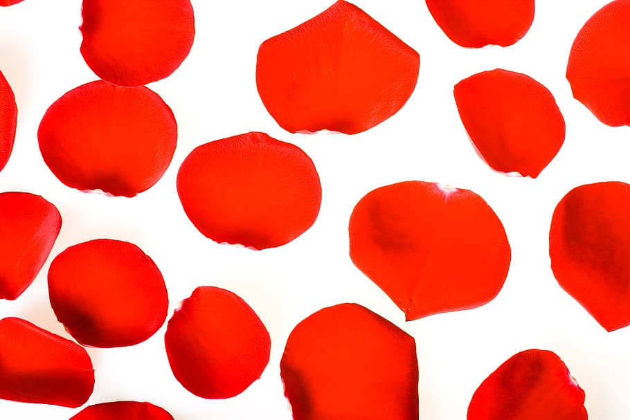 con2011, flower, fresh, gift, isolated, petals, photo, red HD wallpaper