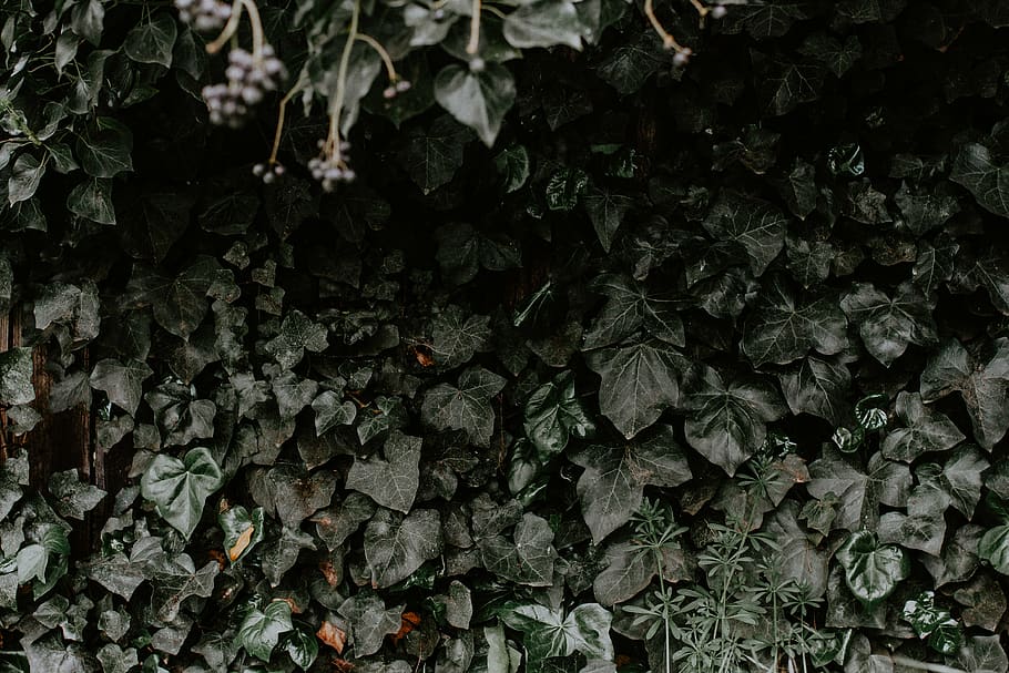 plant, ivy, leaf, acanthaceae, flower, blossom, animal, bird HD wallpaper
