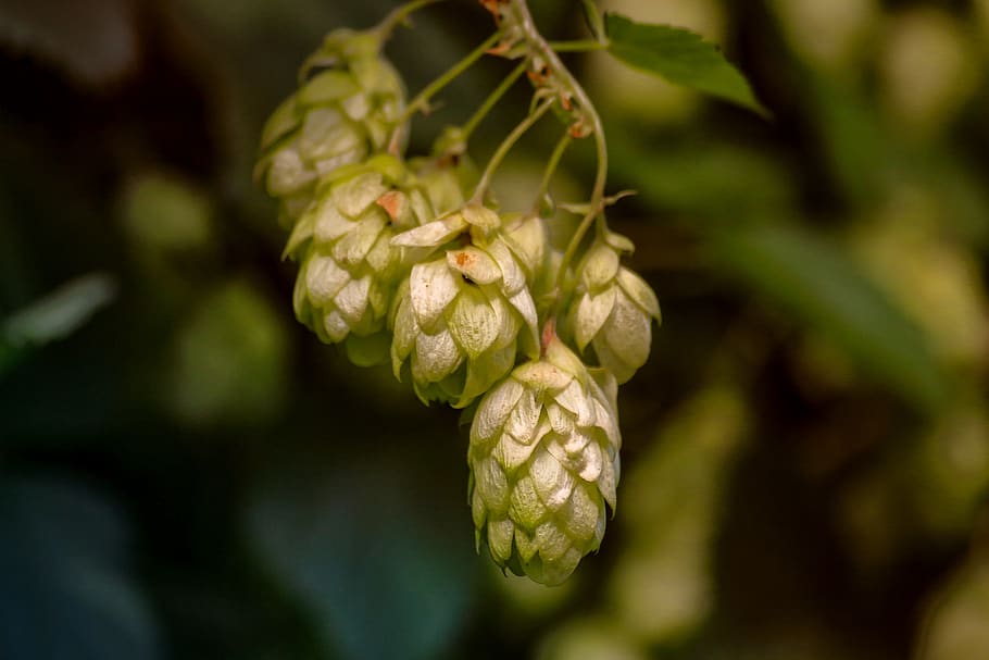 hops, plant, hops flower, nature, climber plant, hops fruits, HD wallpaper