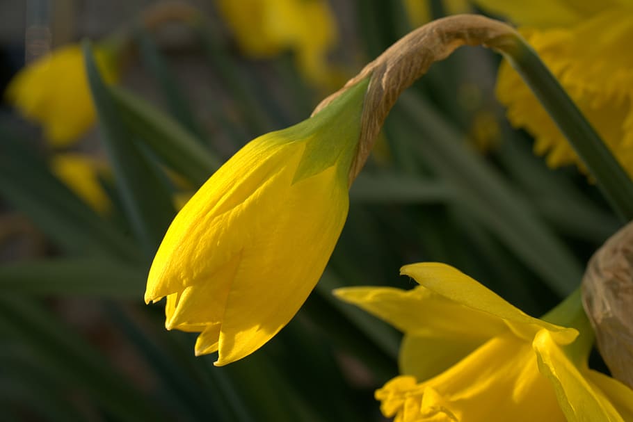 narcissus, daffodil, yellow, easter, spring, garden, plant HD wallpaper