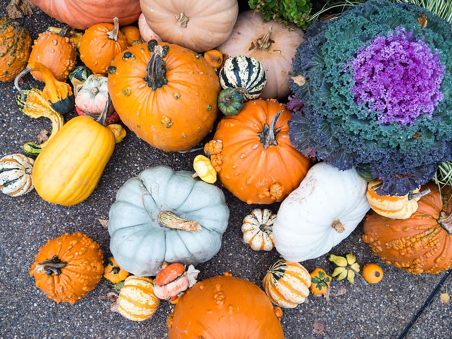 Pumpkins with Gourds, Fall, Nature, Objects, orange, seasons HD wallpaper