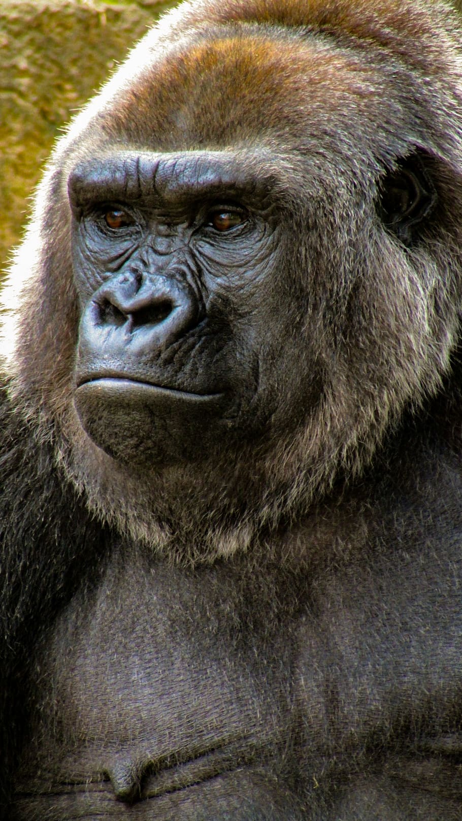 close-up photo of gorilla, animal, ape, wildlife, mammal, memphis zoo, HD wallpaper