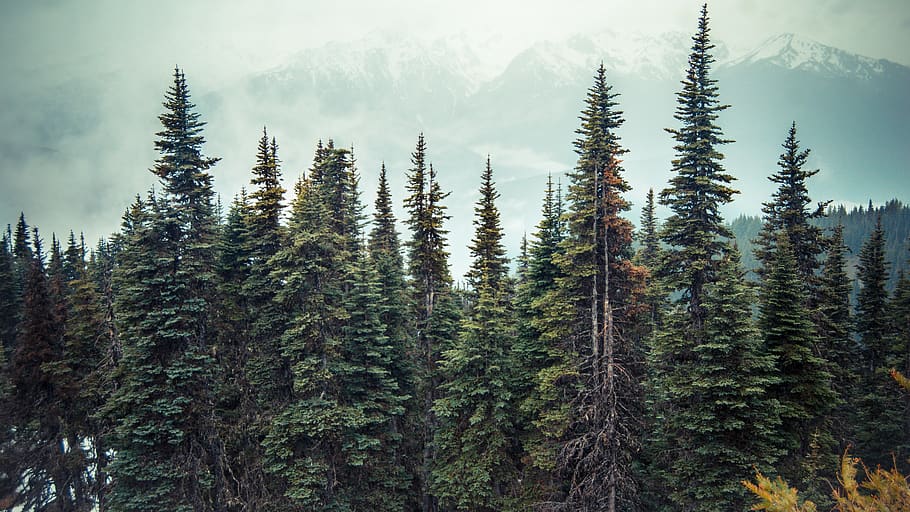 trees, forest, mountains, trail, clouds, peak, nature, fog, HD wallpaper
