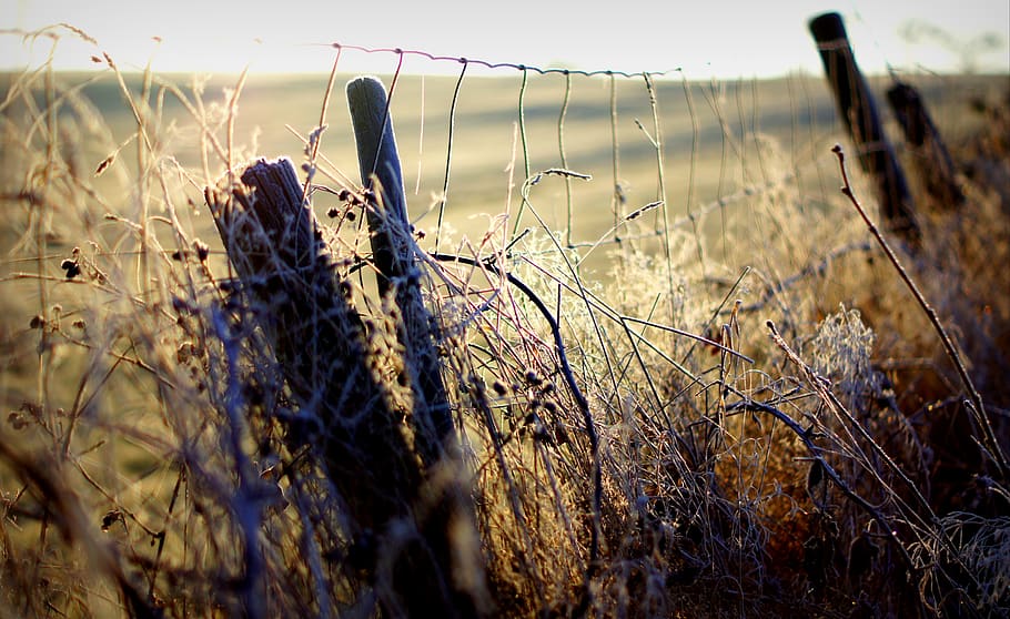 brown dried plant with fence, nature, landscape, mood, sunrise, HD wallpaper