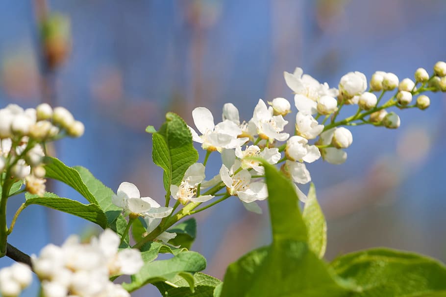 tree, spring, blossom, blooming, natural, day, flower, flowers HD wallpaper
