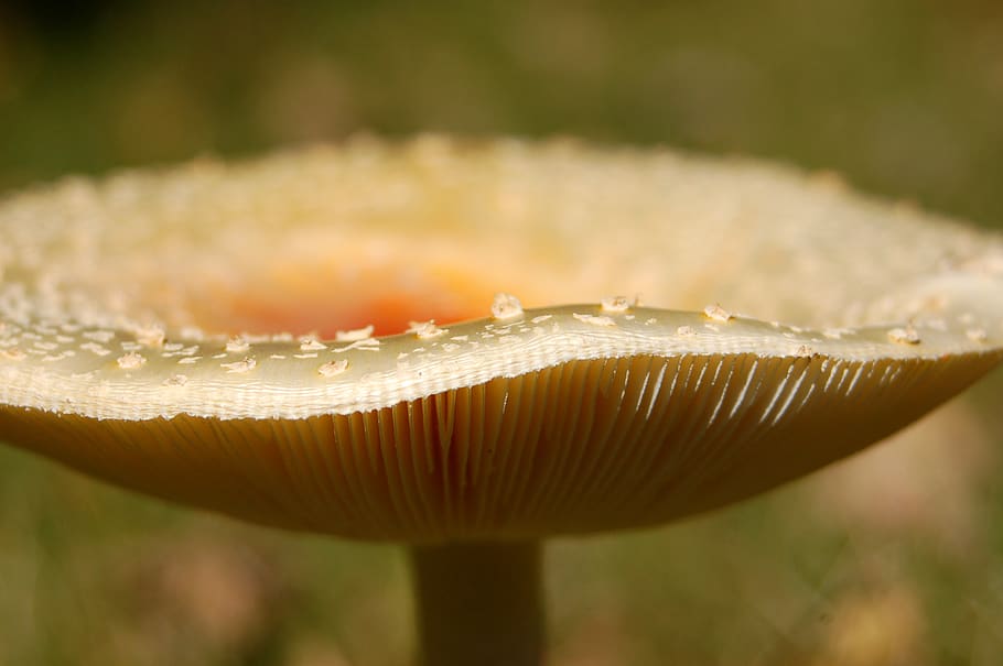 mushroom, nature, macro, close-up, fungus, selective focus HD wallpaper