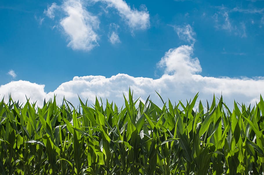 Green Leafed Plants, clouds, corn, cornfield, eco, fair weather HD wallpaper