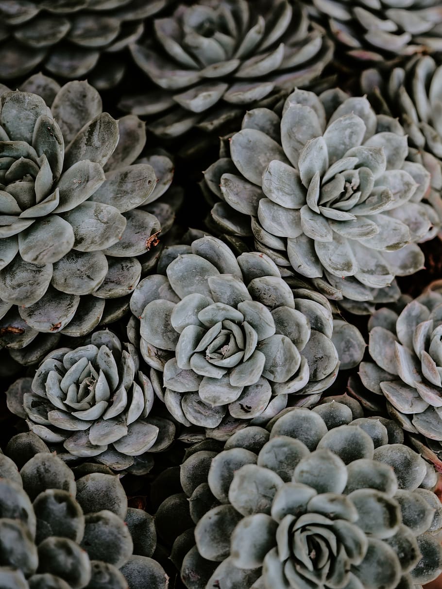 green succulent plants, full frame, no people, backgrounds, close-up HD wallpaper