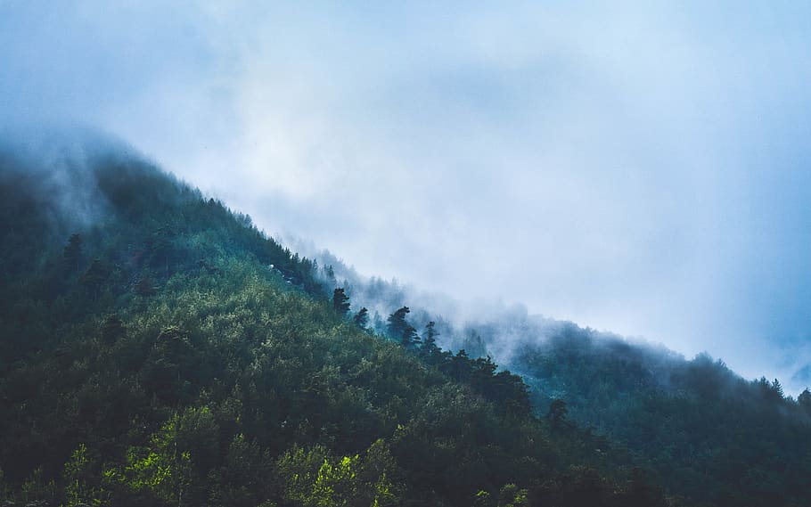 trees on mountain covered with clouds, nature, plant, outdoors HD wallpaper