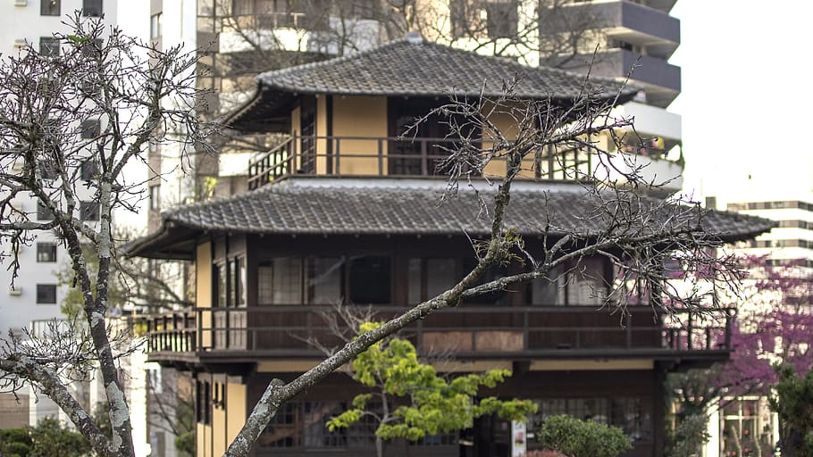 focus, tree, japan, jaeger, curitiba, photography, architecture HD wallpaper