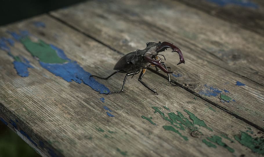 stag beetle, insect, nature, stags, entomology, the stag beetle HD wallpaper