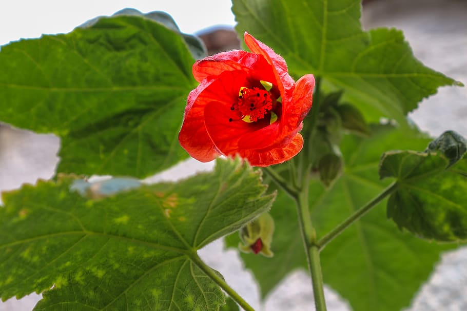 abutilon, room maple, plant, red, blossom, bloom, green, garden HD wallpaper