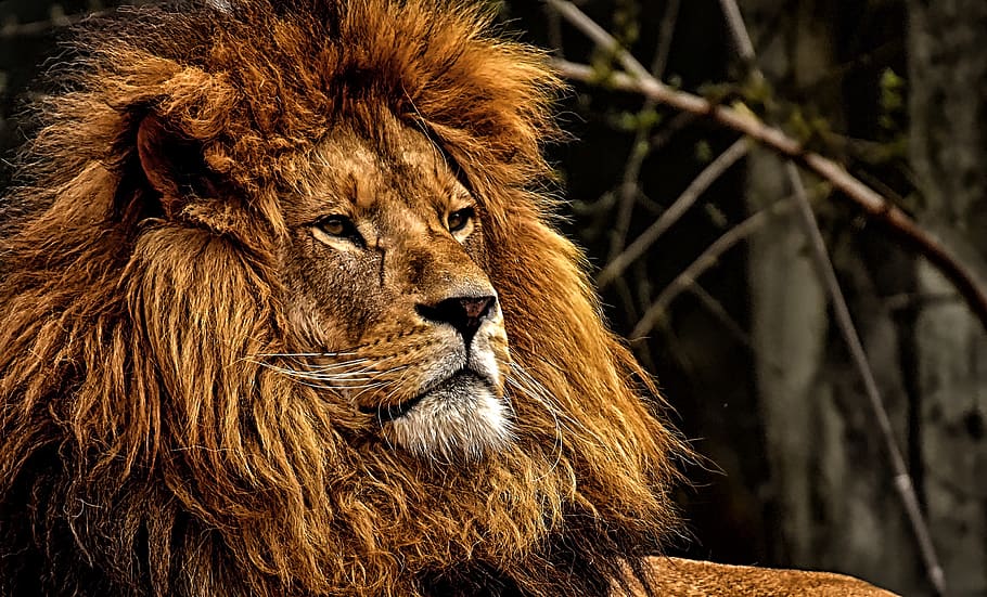 lion, predator, dangerous, mane, big cat, male, zoo, wild animal HD wallpaper