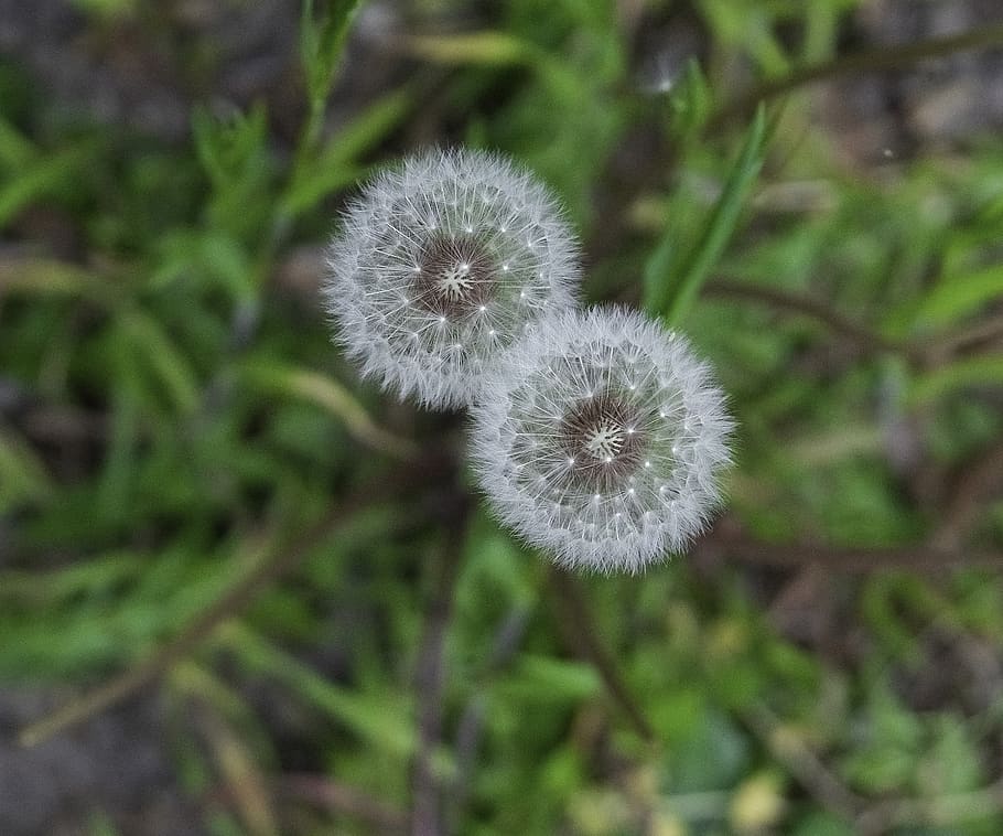 dandelions, seeds, wind, flora, fluffy, white, garden, blossom HD wallpaper