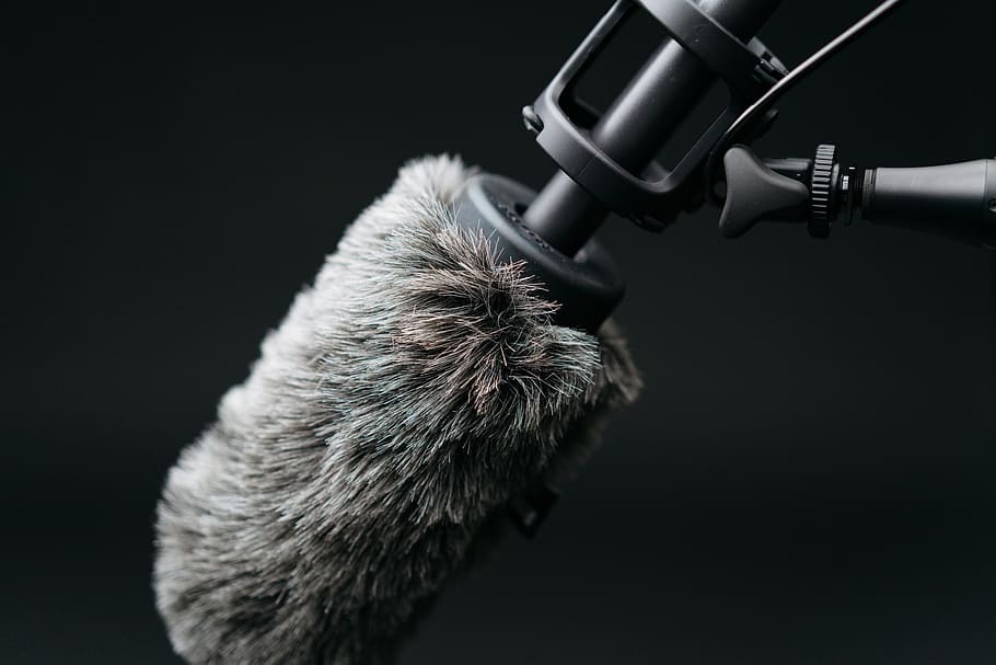 close-u photo of microphone with filter, tool, bird, animal, build, HD wallpaper