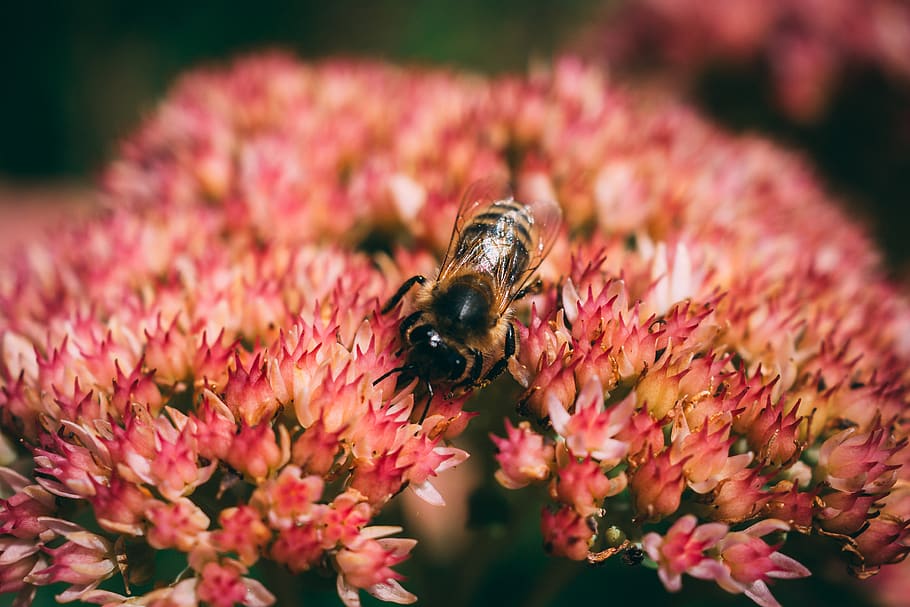 austria, schleedorf, invertebrate, animal themes, insect, animal wildlife HD wallpaper