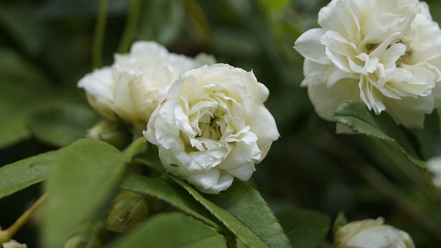 white, bloom, flower, spring, blossom, nature, garden, botanical HD wallpaper