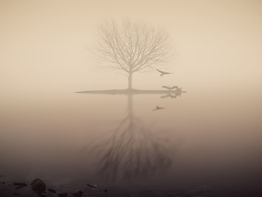 fog, lake, tree, mirroring, silhouette, mood, skies, romantic HD wallpaper