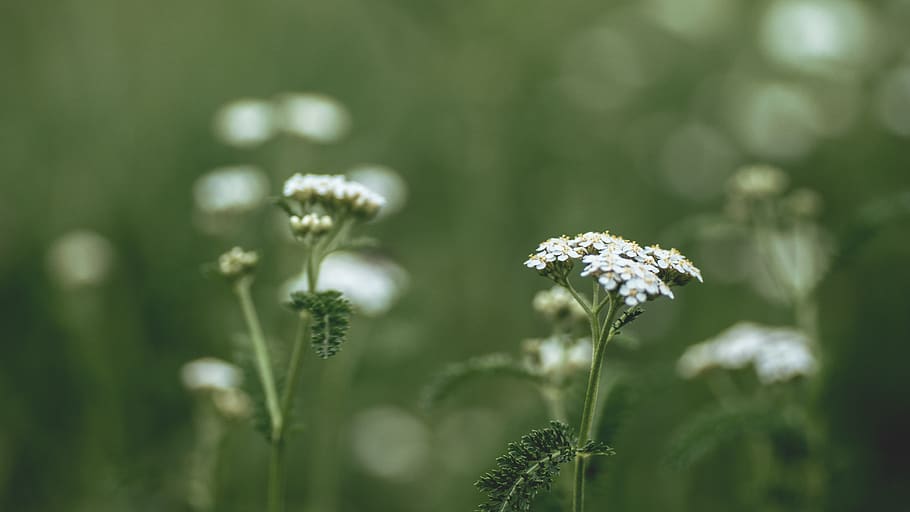 White Clustered Flower on Selective Focus Photography, blossoms HD wallpaper