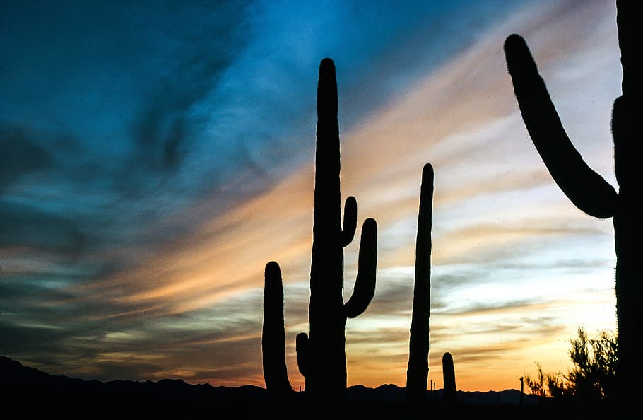 View of Saguaro Cactus during sunset, arizona, beautiful, clouds HD wallpaper