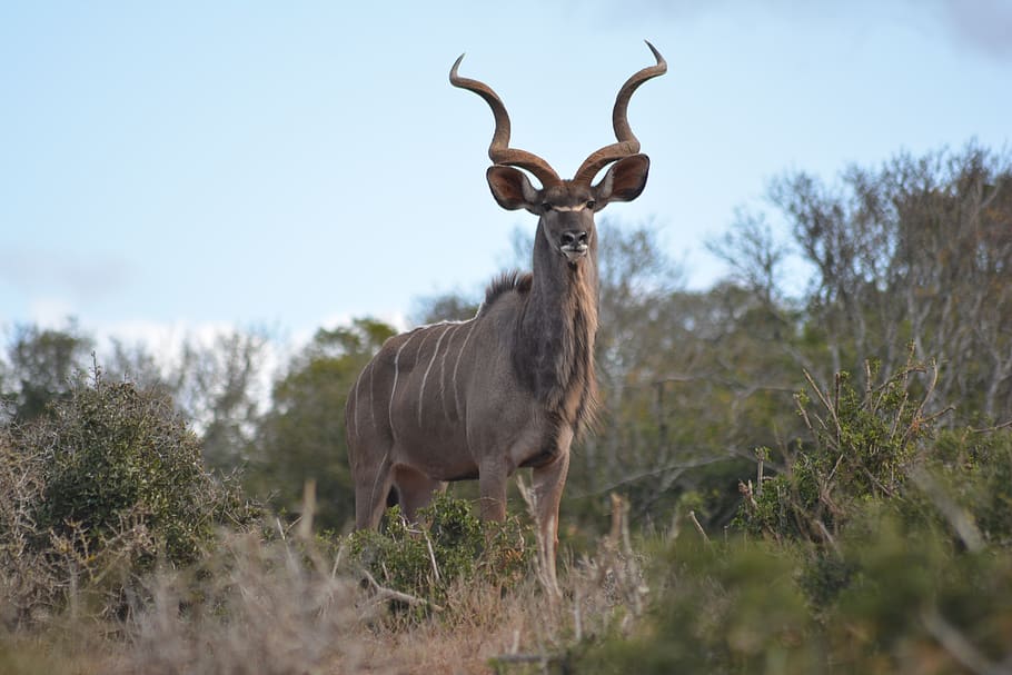 kudu, kudubull, buck, wild animal africa, wildlife, nature, HD wallpaper