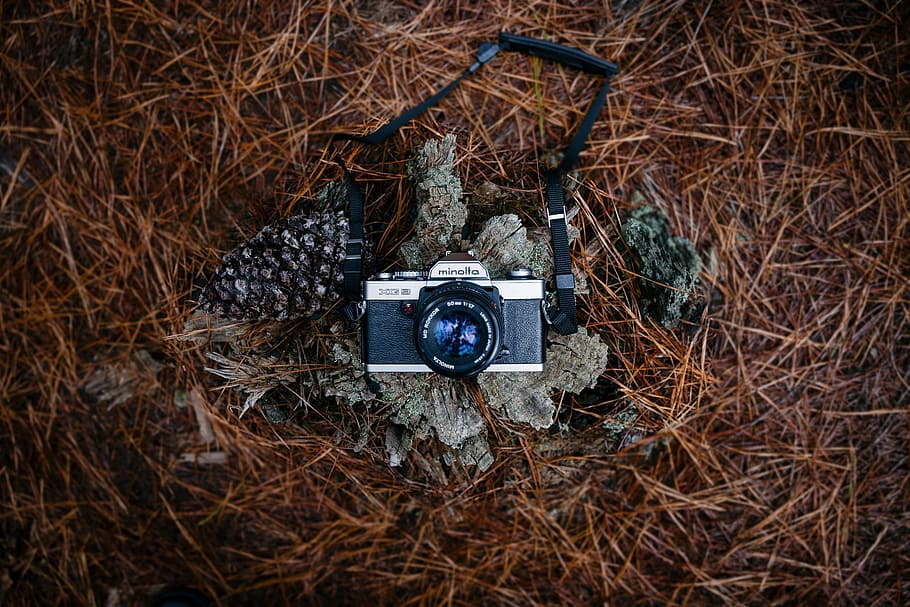 Black Camera, analog camera, minolta, pine cone, rocks, technology HD wallpaper