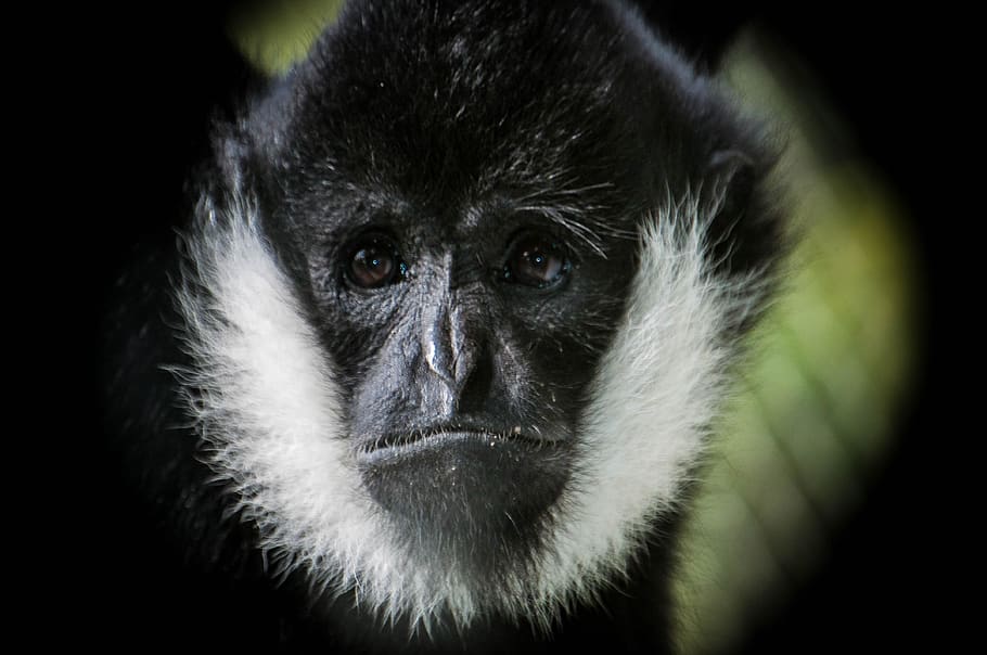 langur, monkey, primate, mammal, one animal, animal wildlife HD wallpaper