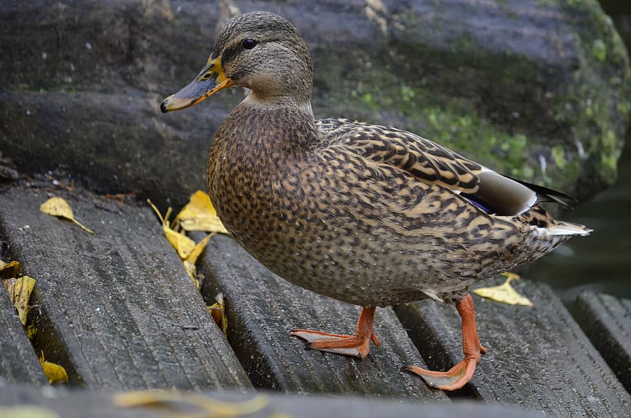 duck, wild, bird, animal wildlife, animal themes, animals in the wild HD wallpaper
