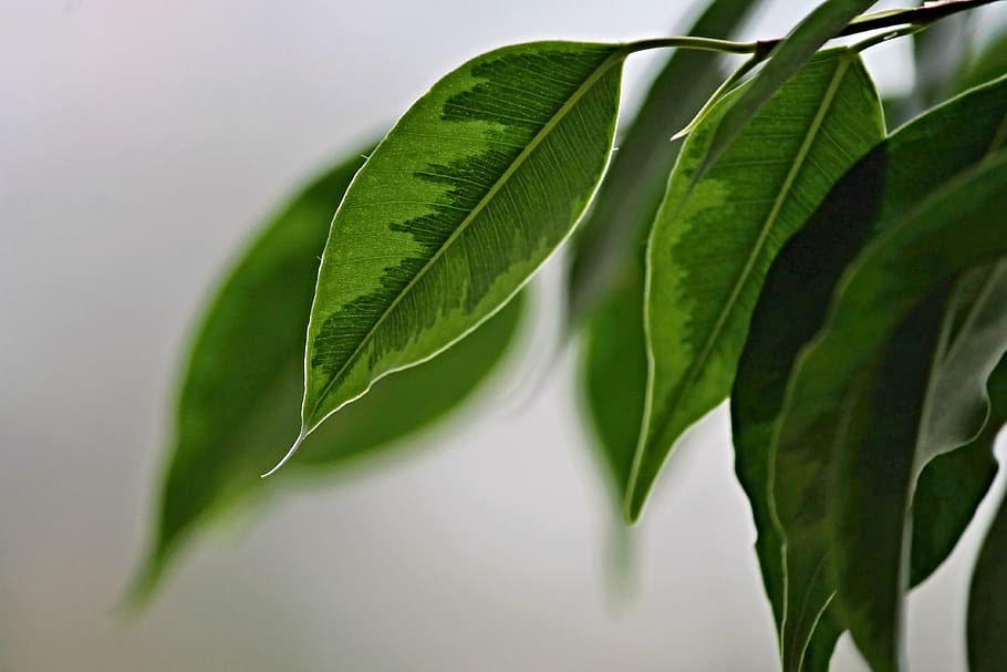weeping fig, leaves, structure, green, ficus benjamina, plant HD wallpaper