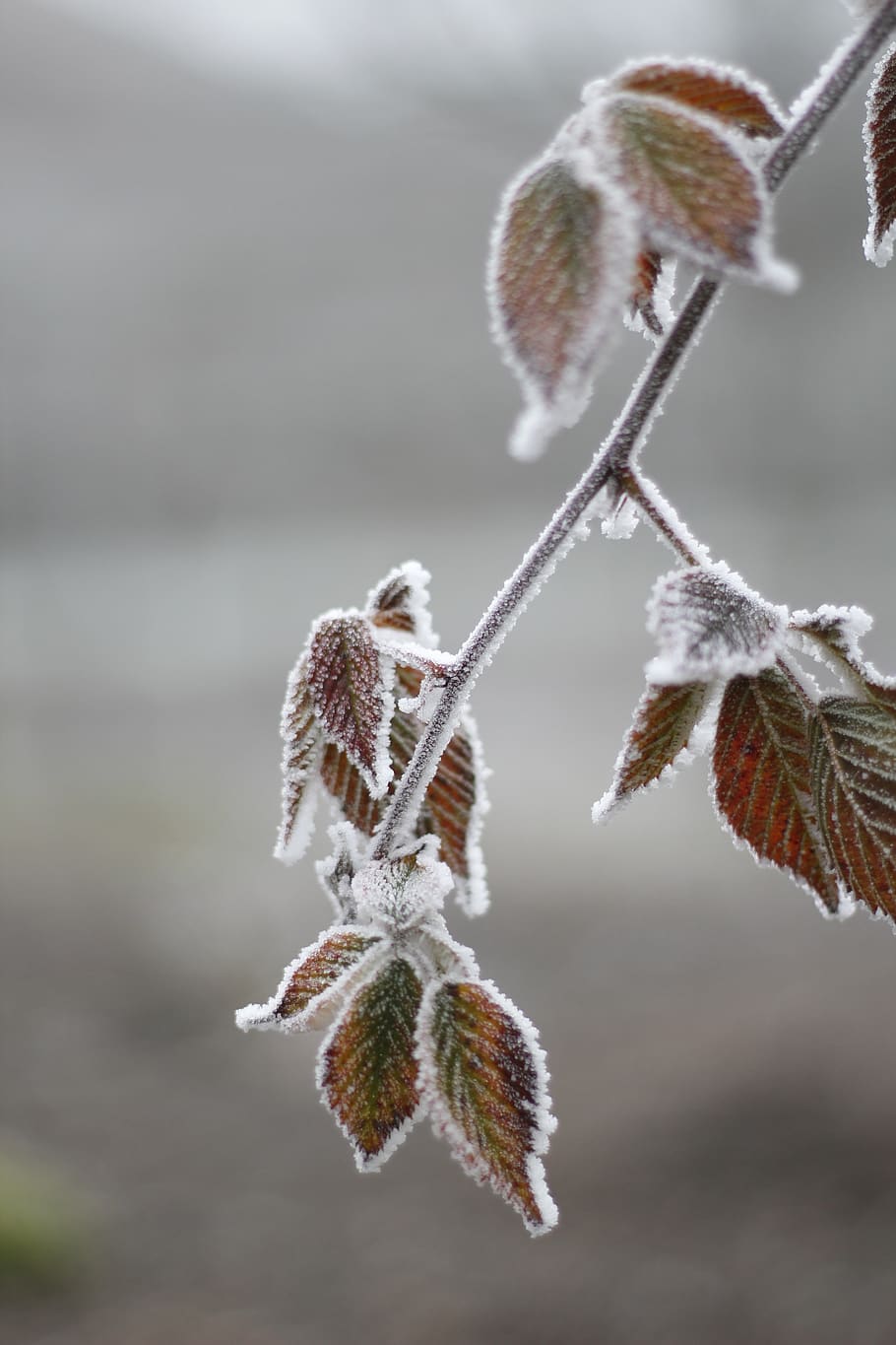 cold, frost, winter, leaf, nature, frozen, forest, ice, snow HD wallpaper
