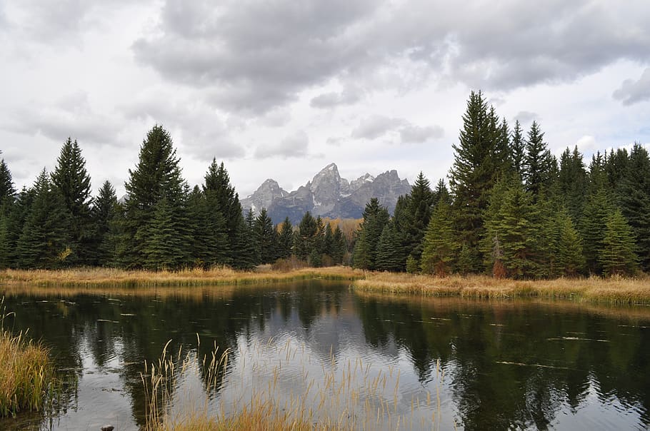 fir, tree, plant, abies, outdoors, nature, water, conifer, land HD wallpaper
