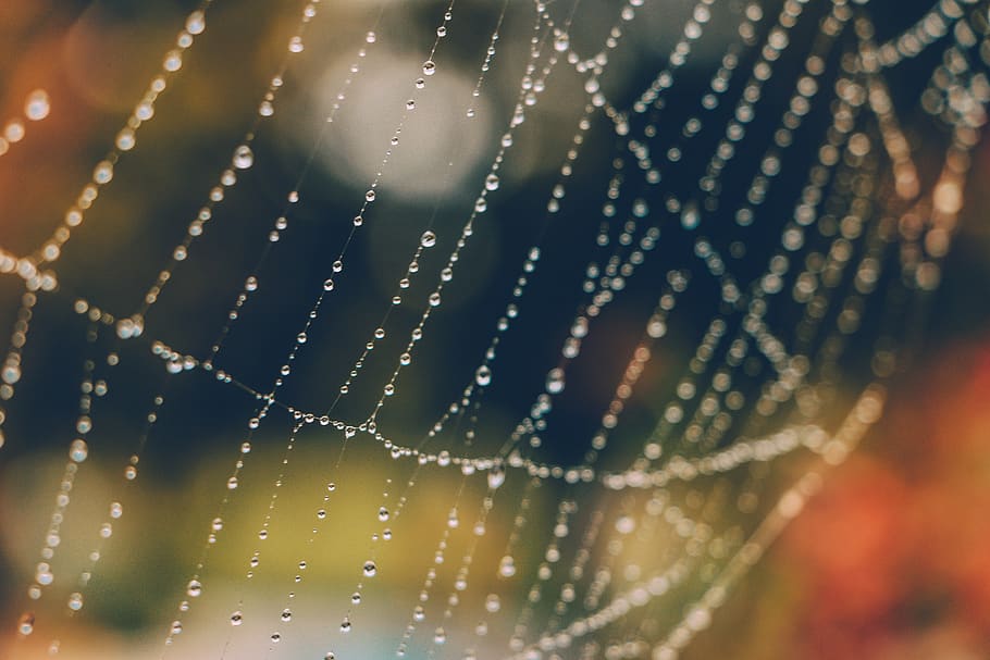 water drops on web, sydney, australia, raindrop, spiderweb, droplet HD wallpaper
