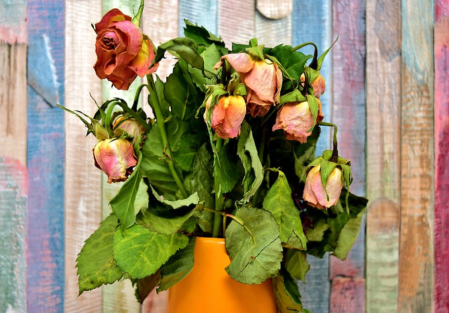 roses, flowers, withered, transient, nature, garden rose, dry HD wallpaper