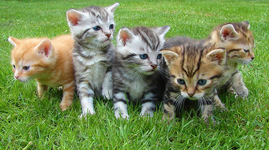 Assorted Color Kittens, animals, cats, cute, feline, pets, group of animals, HD wallpaper