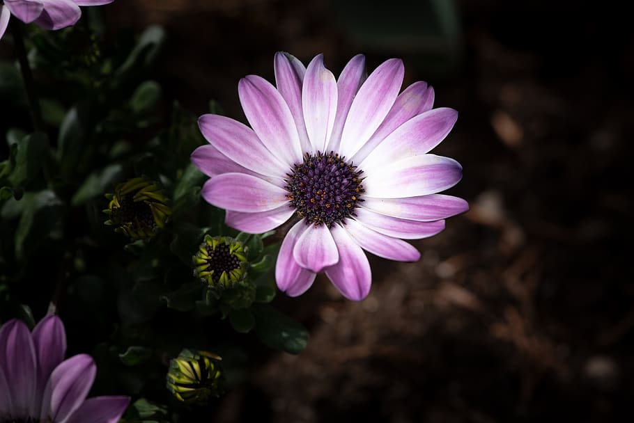 cape daisy, flower, flora, garden, close up, spring, nature HD wallpaper