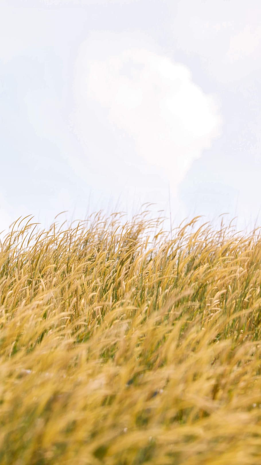 green field under white sky, plant, produce, food, grain, vegetable HD wallpaper